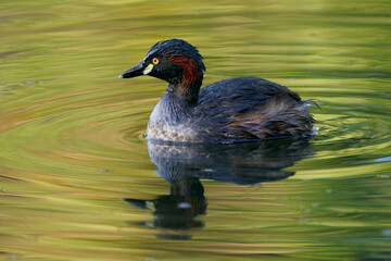 Australasian grebe (Tachybaptus novaehollandiae) in the pond in Australia. Small colorful waterbird swimming on the water surface with colorful background