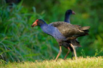 Australasian swamphen (Porphyrio melanotus), a beautiful interesting wetland bird. Colorful bird, blue with red beak with nice green and orange background photographed in the evening sun