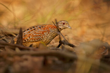 Painted buttonquail (Turnix varius) a special endemic bird of Australia which looks like quail but is more related to gulls (Charadriiformes), it lives in dry eukalypt forests. Small camouflaged bird
