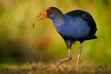 Australasian swamphen (Porphyrio melanotus), a beautiful interesting wetland bird. Colorful bird, blue with red beak with nice green and orange background photographed in the evening sun