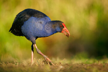 Australasian swamphen (Porphyrio melanotus), a beautiful interesting wetland bird. Colorful bird, blue with red beak with nice green and orange background photographed in the evening sun