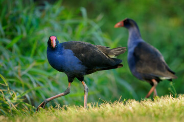 Australasian swamphen (Porphyrio melanotus), a beautiful interesting wetland bird. Colorful bird, blue with red beak with nice green and orange background photographed in the evening sun