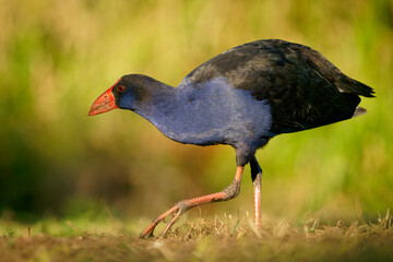 Australasian swamphen (Porphyrio melanotus), a beautiful interesting wetland bird. Colorful bird, blue with red beak with nice green and orange background photographed in the evening sun