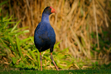 Australasian swamphen (Porphyrio melanotus), a beautiful interesting wetland bird. Colorful bird, blue with red beak with nice green and orange background photographed in the evening sun