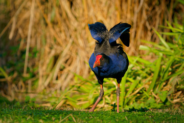 Australasian swamphen (Porphyrio melanotus), a beautiful interesting wetland bird. Colorful bird, blue with red beak with nice green and orange background photographed in the evening sun