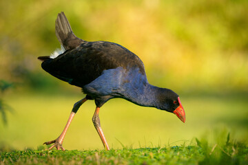 Australasian swamphen (Porphyrio melanotus), a beautiful interesting wetland bird. Colorful bird,...