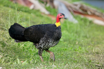 Australian Brush-turkey (Alectura lathami), endemic in Australia, interestingcolorful bird with bare red and yellow skin on its head, with green background