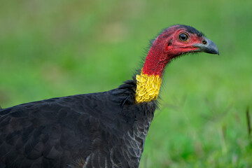 Australian Brush-turkey (Alectura lathami), endemic in Australia, interestingcolorful bird with bare red and yellow skin on its head, with green background