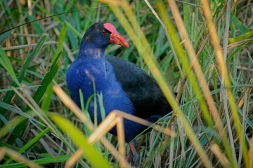 Australasian swamphen (Porphyrio melanotus), a beautiful interesting wetland bird. Colorful bird, blue with red beak with nice green and orange background photographed in the evening sun
