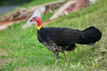 Australian Brush-turkey (Alectura lathami), endemic in Australia, interestingcolorful bird with bare red and yellow skin on its head, with green background