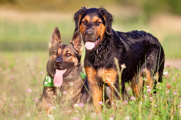 two dogs next to each other in the grass