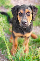portrait of a dog looking up