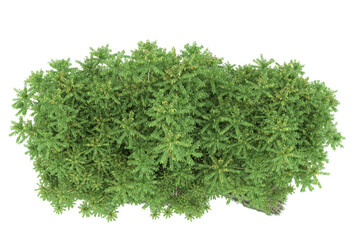 Forest on transparent background. 3d rendering - illustration