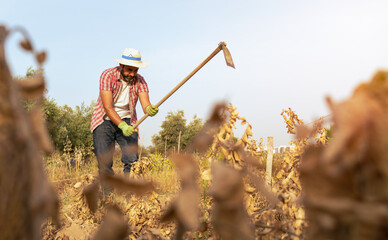 Bearded farmer man with hoe collecting fresh organic potatoes harvests in field - obrazy, fototapety, plakaty