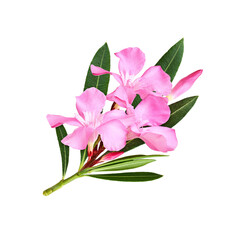 Pink oleander flowers and leaves in a floral arrangement isolated - obrazy, fototapety, plakaty