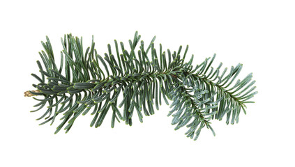Green branch of nobilis fir isolated on white.