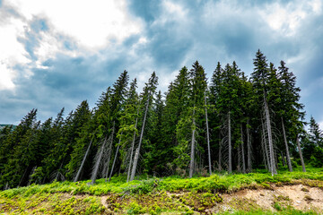Mountain forest environment of the Low Tatras in Slovakia