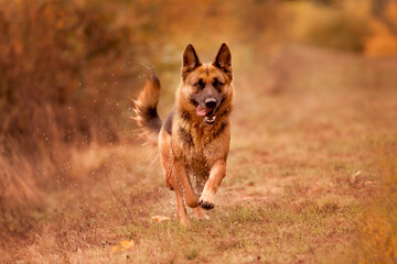 Young german shepherd dog running