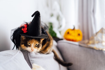 Multicolored cat with a suspicious look sits on a gray sofa in a witch's hat with Jack's Halloween...