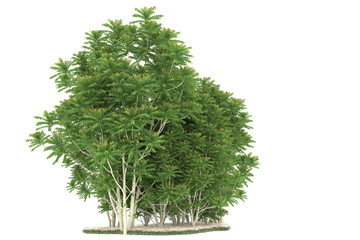 Forest on transparent background. 3d rendering - illustration