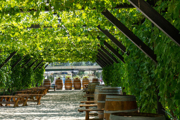 A gazebo covered with vines, wooden benches for sitting and wooden barrels instead of tables