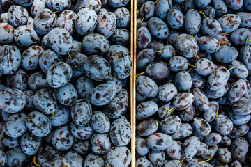 Fresh organic plums straight from the orchard. 
Ripe fruit background with plums.