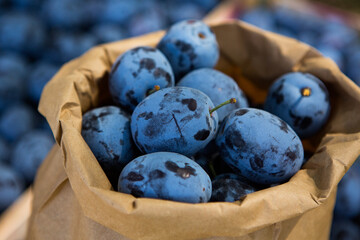 Fresh organic plums straight from the orchard. 
Ripe fruit background with plums.