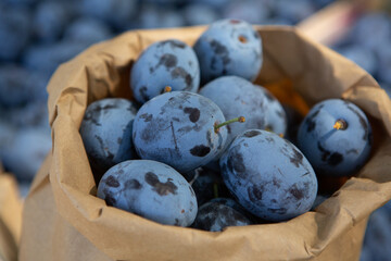 Fresh organic plums straight from the orchard. 
Ripe fruit background with plums.