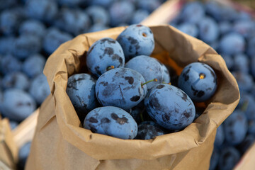 Fresh organic plums straight from the orchard. 
Ripe fruit background with plums.