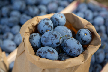 Fresh organic plums straight from the orchard. 
Ripe fruit background with plums.