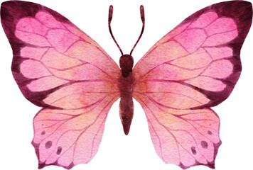 Fototapeta na wymiar Butterfly Watercolor Illustration