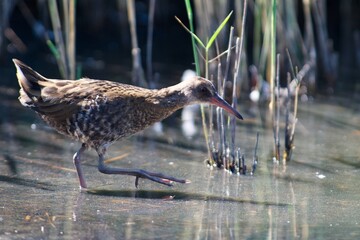 Water rail on the west coast in Sweden - 525035904