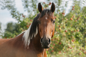 Portrait of a beautiful pinto arabian crossbreed horse on a pasture in summer outdoors