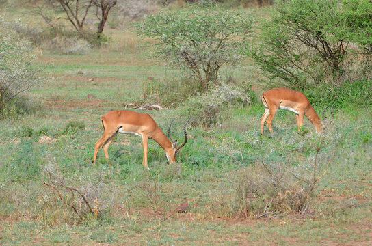 Impalas au milieu de la savane africaine dans les parcs animaliers de Tanzanie