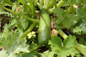 Obraz premium Netherlands. Vegetable food farm; green courgette