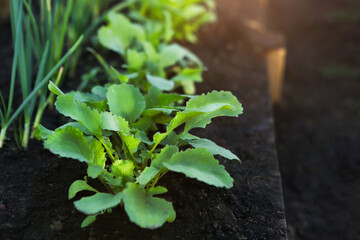 Fresh vegetables - onions and radishes grow in a greenhouse in the garden. The concept of organic gardening.