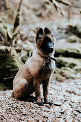 Berger belge Tervuren