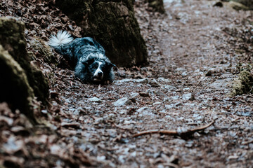 Border collie