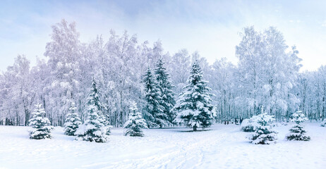 Beautiful panorama of a winter snow-covered city park with deciduous and coniferous trees,...