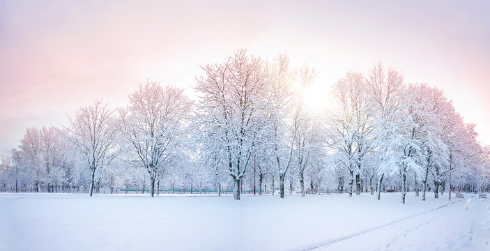 Beautiful natural panorama of morning winter snow-covered city park with deciduous trees covered with hoarfrost, sky painted in pinkish color in rays of rising sun.