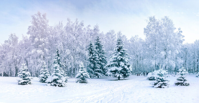 Beautiful panorama of a winter snow-covered city park with deciduous and coniferous trees, snowdrifts and a cold winter sky.