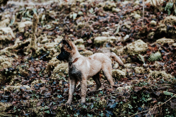 Berger belge Tervuren