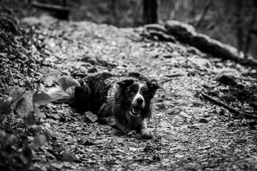 Border collie