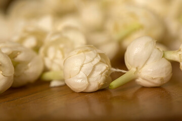 Jasmine Motia Flowers Decor Background