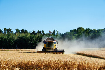 Combine harvester collecting golden wheat field, Harvesting machine working at agricultural field, Harvest reaping season