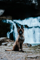 Berger belge Tervuren