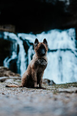 Berger belge Tervuren