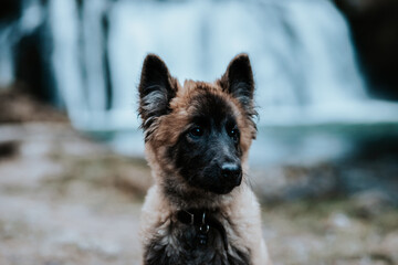 Berger belge Tervuren