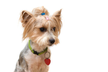 Biewer-Yorkshire terrier. isolated on white background sits and looks up. Dog pet, terrier, york, breed. Training, outdoor games and walking dogs. Summer short haircut for dogs.