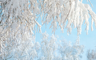 Beautiful view of nature in winter time - snow-covered branches of trees against the blue sky.